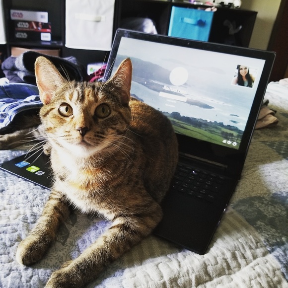 Pet Friendly Home - Picture 3 of 3